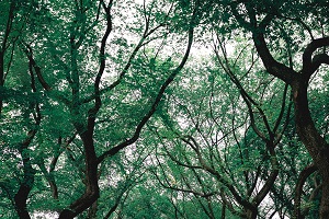 trees image
